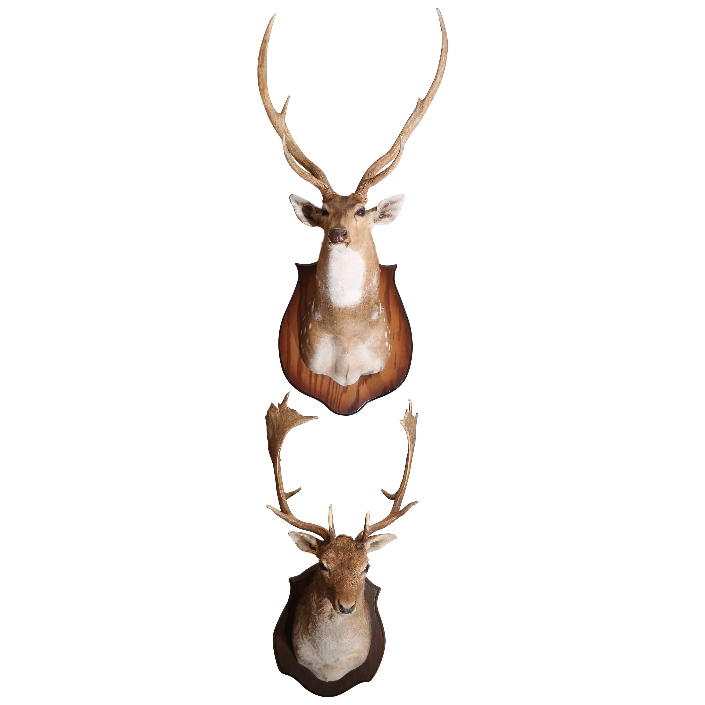 Two Taxidermy Deer Mounted on Plaques sold separately For Sale