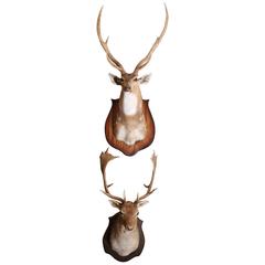 Two Taxidermy Deer Mounted on Plaques sold separately