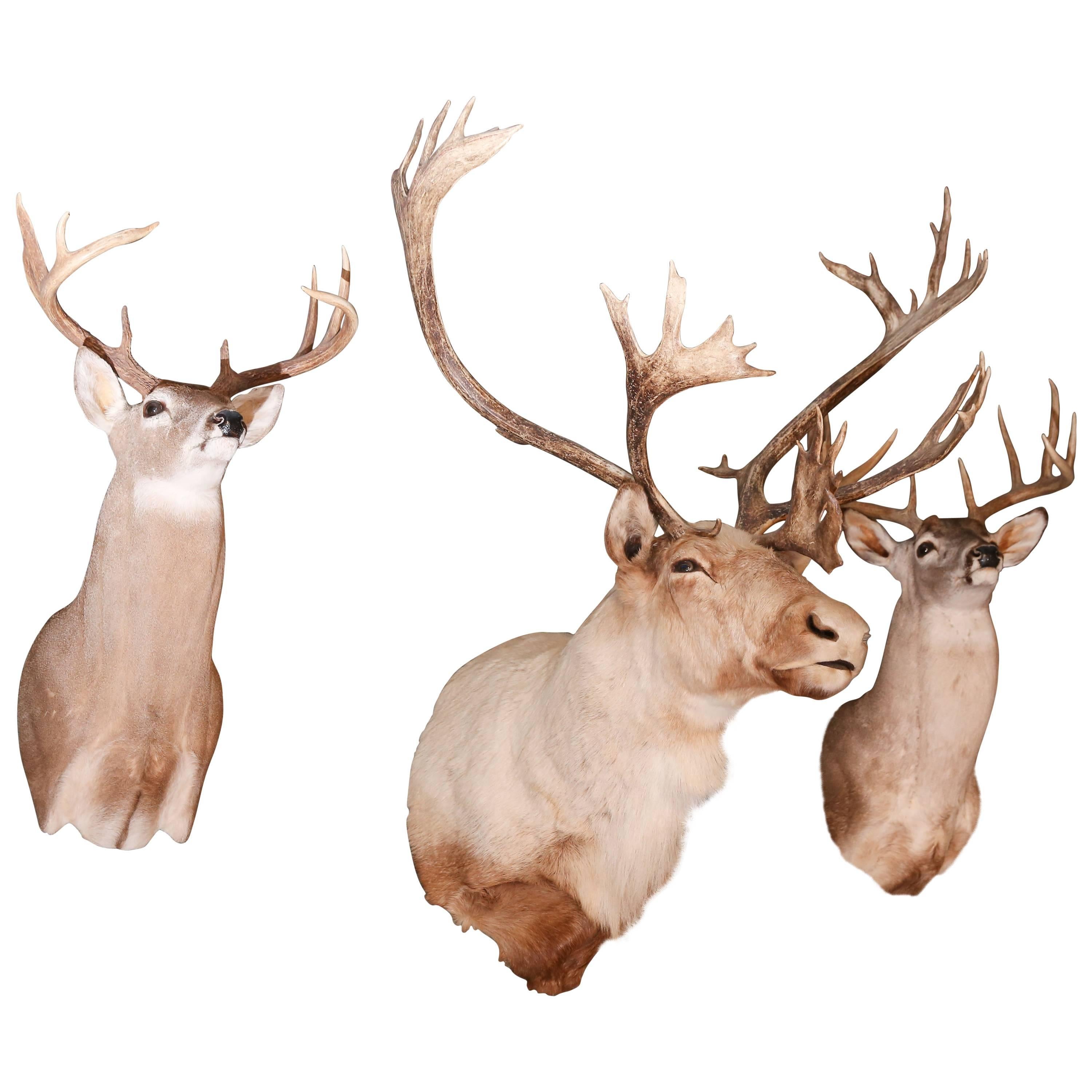 Carabou & Two Deer Taxidermies ( sold separately) For Sale
