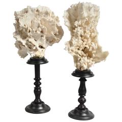 20th Century Two White Corals Mounted