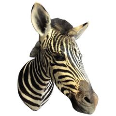 Zebra taxidermy head of a young foal