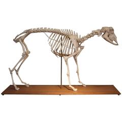 Vetinary Sheep Skeleton, circa 1950s