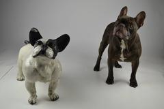 Beautiful Vintage Lifesize Ceramic French Bulldog