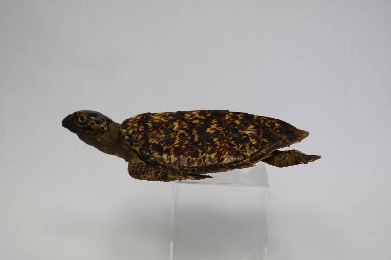 Antique Sea Tortoise Taxidermy full Tortoise.  Beautiful sea turtle with superb shell.  Full turtle.  Not just shell.  This one is head, feet, body, tail everything.
