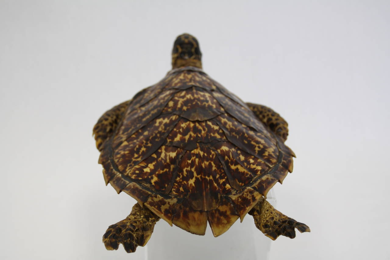 Antique Sea Tortoise Taxidermy In Excellent Condition In Raleigh, NC
