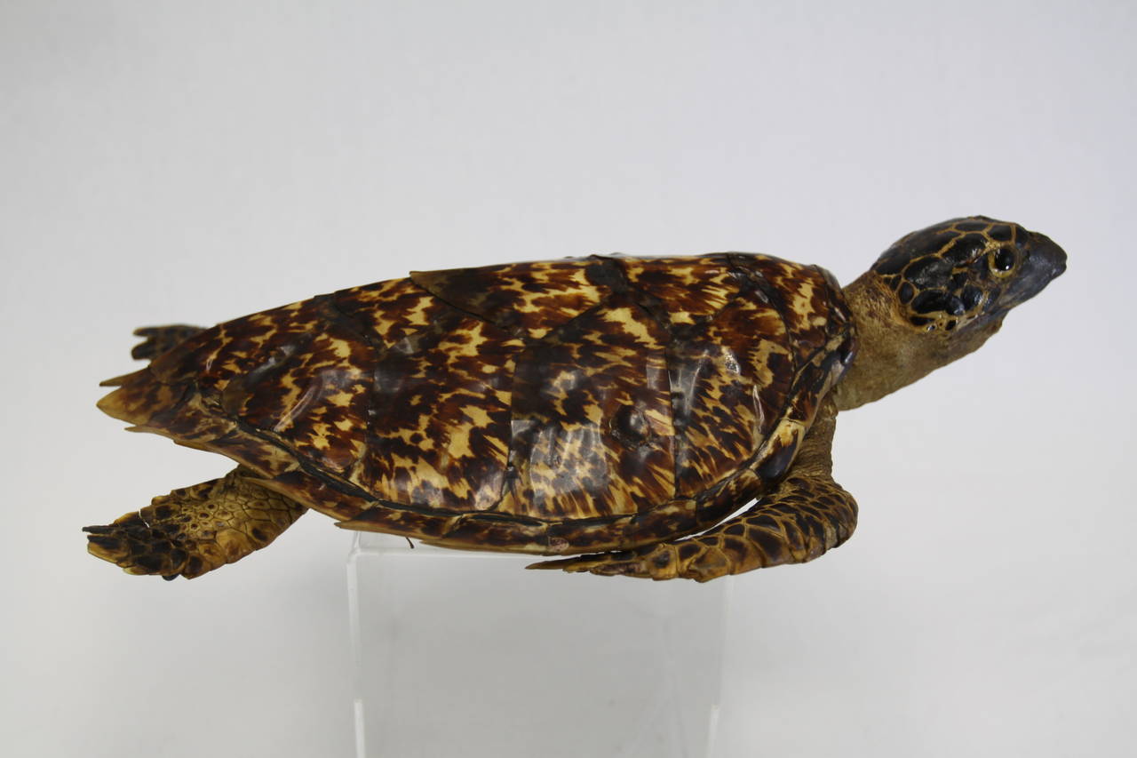 19th Century Antique Sea Tortoise Taxidermy