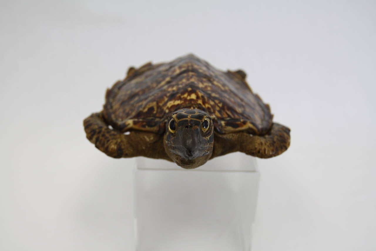 Antique Sea Tortoise Taxidermy 1