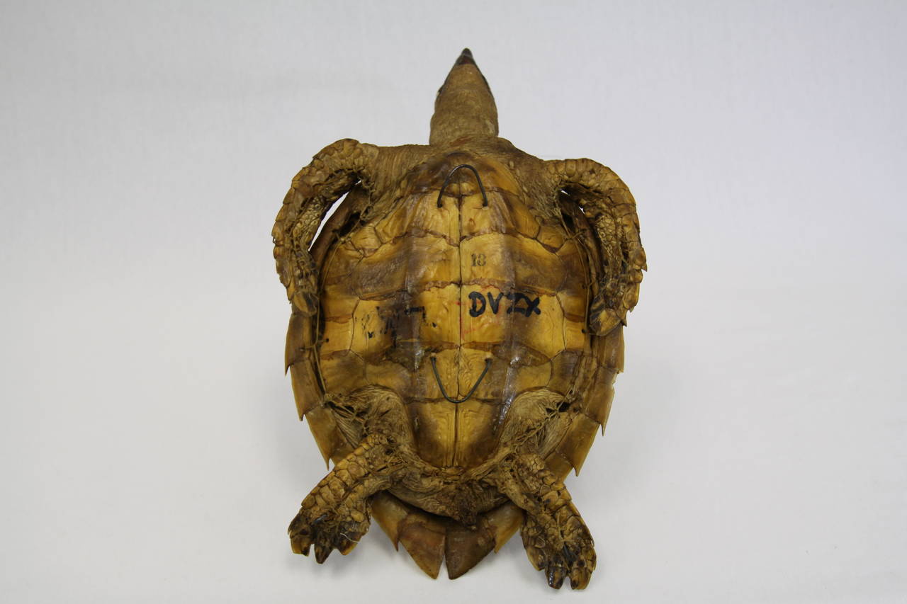 Antique Sea Tortoise Taxidermy 2