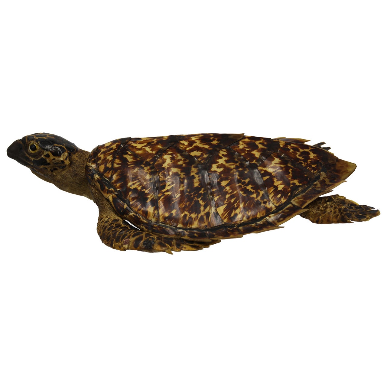 Antique Sea Tortoise Taxidermy