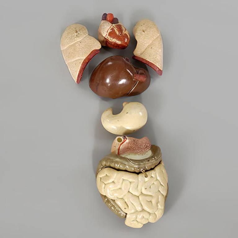 A late 19th early 20th century medical model on a wooden stand with removable plaster organs, by Marcus Sommer of Sonnerberg, Germany. With original label.