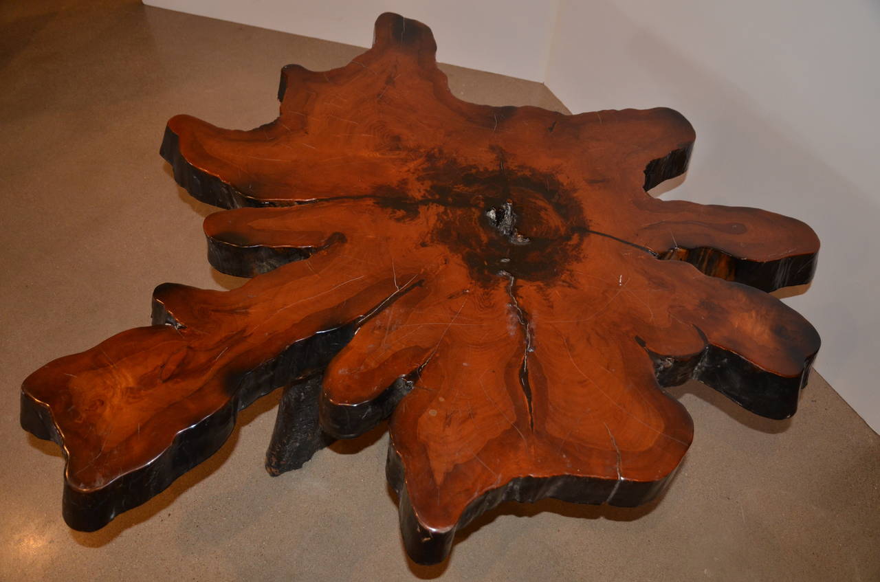 Live Edge Redwood Burl Coffee Table, 1970s 1