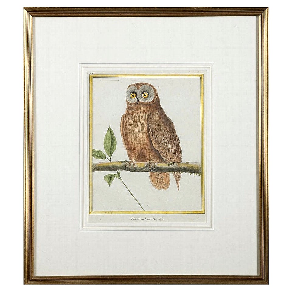Pair of Copperplate Owl Engravings by François Nicolas Martinet