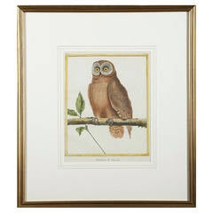 Pair of Copperplate Owl Engravings by François Nicolas Martinet