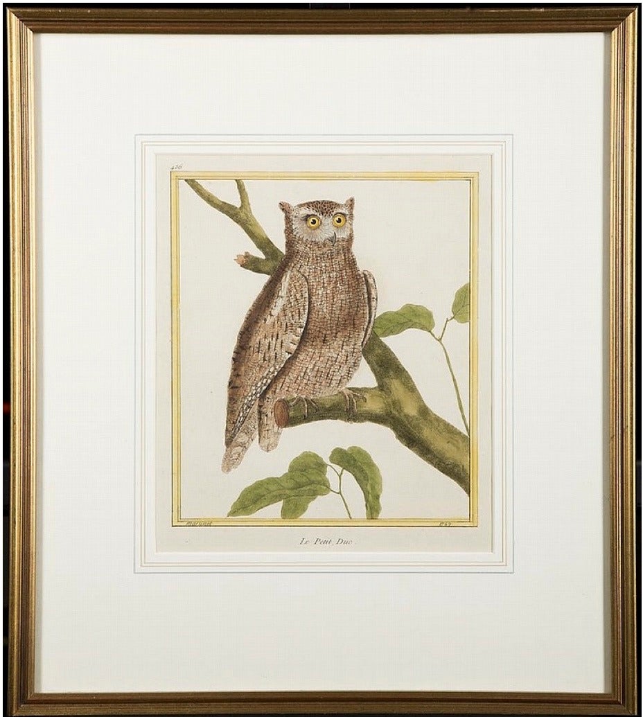 Martinet (1731-?) was born in Paris and worked independently and with the Comte de Buffon on the encyclopedic work Histoire Naturelle which included 9 volumes on birds, published between 1770 and 1783. These prints come from the Buffon collaboration