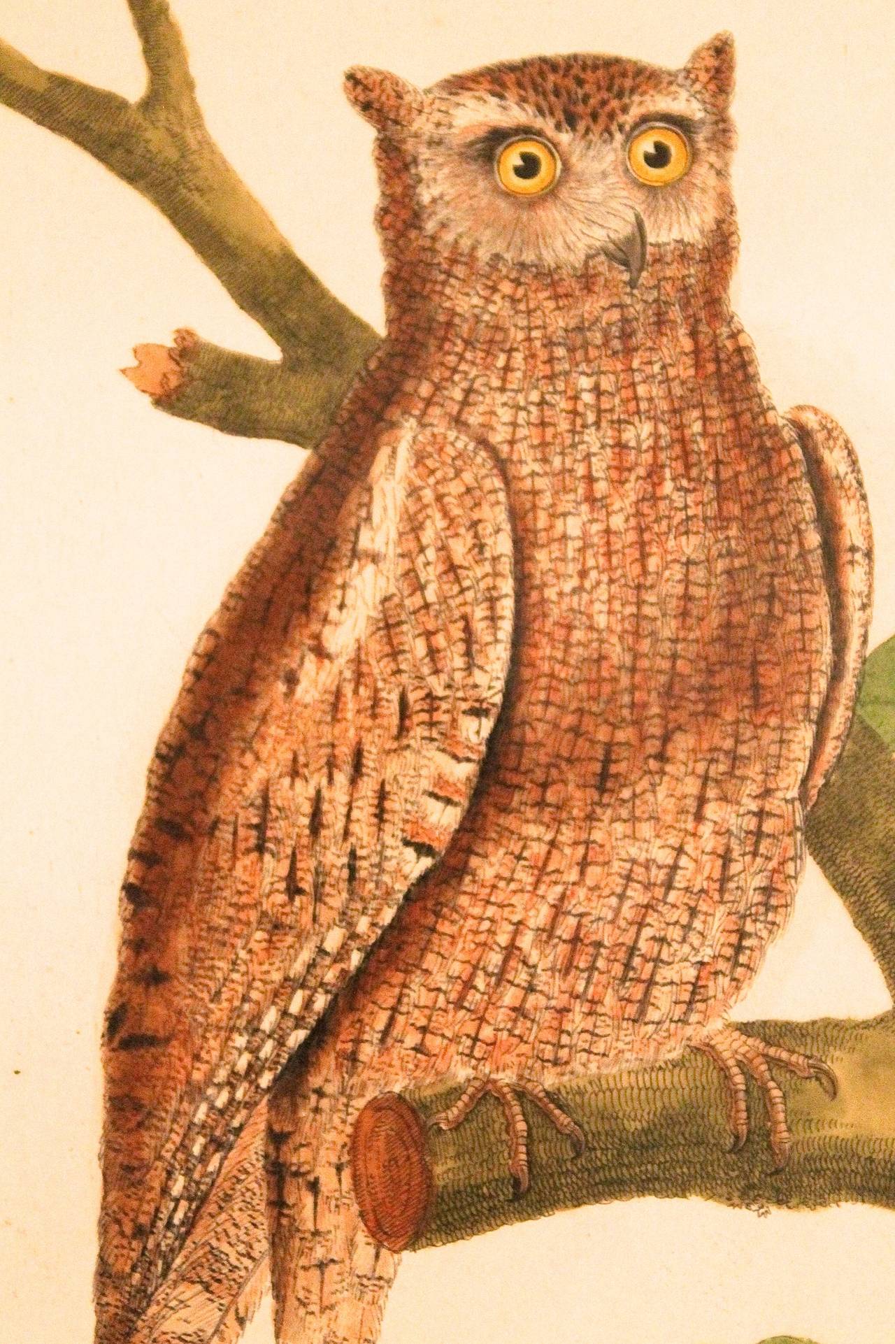 Paper Pair of Copperplate Owl Engravings by François Nicolas Martinet