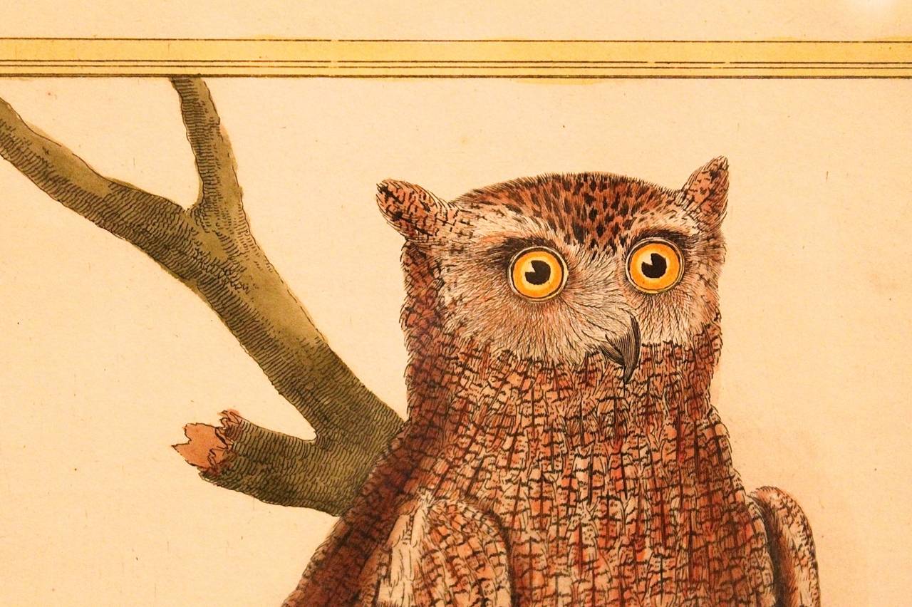 Pair of Copperplate Owl Engravings by François Nicolas Martinet 1