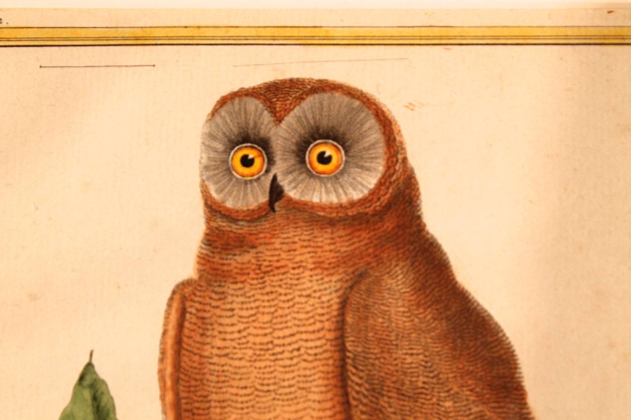 18th Century and Earlier Pair of Copperplate Owl Engravings by François Nicolas Martinet