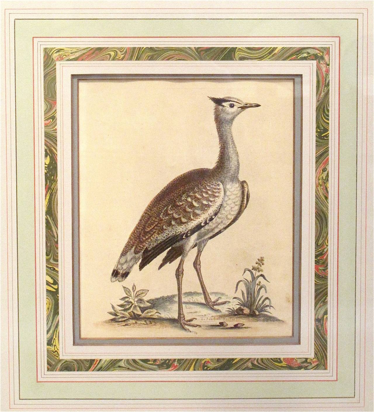 Four Mid-18th Century Bird Engravings by George Edwards For Sale 1