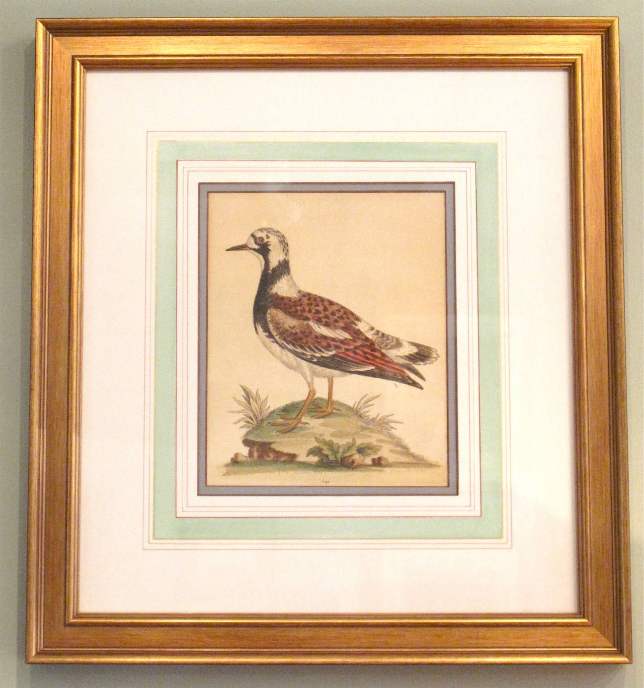 Four Mid-18th Century Bird Engravings by George Edwards In Good Condition For Sale In Charlottesville, VA
