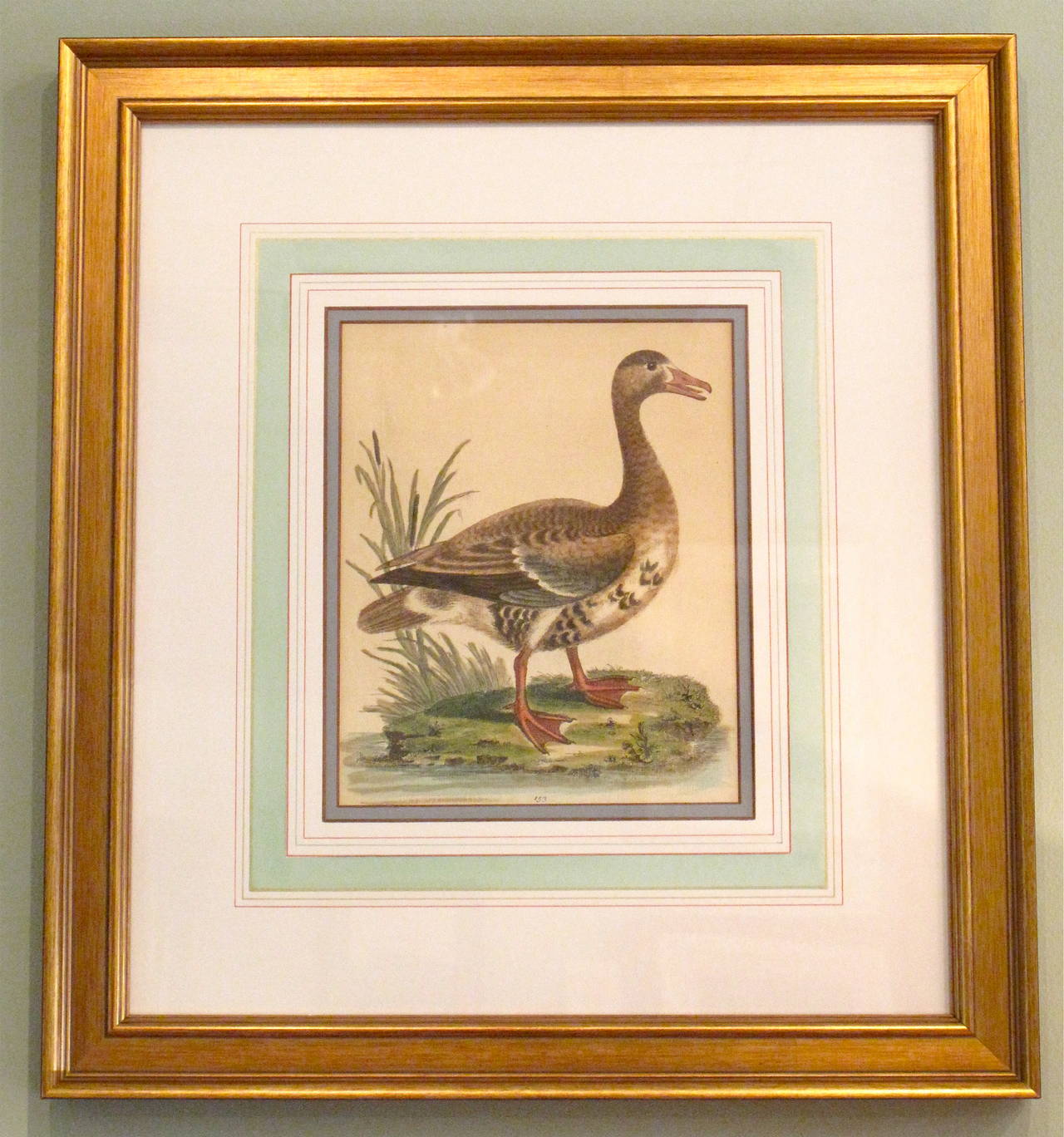 Paper Four Mid-18th Century Bird Engravings by George Edwards For Sale