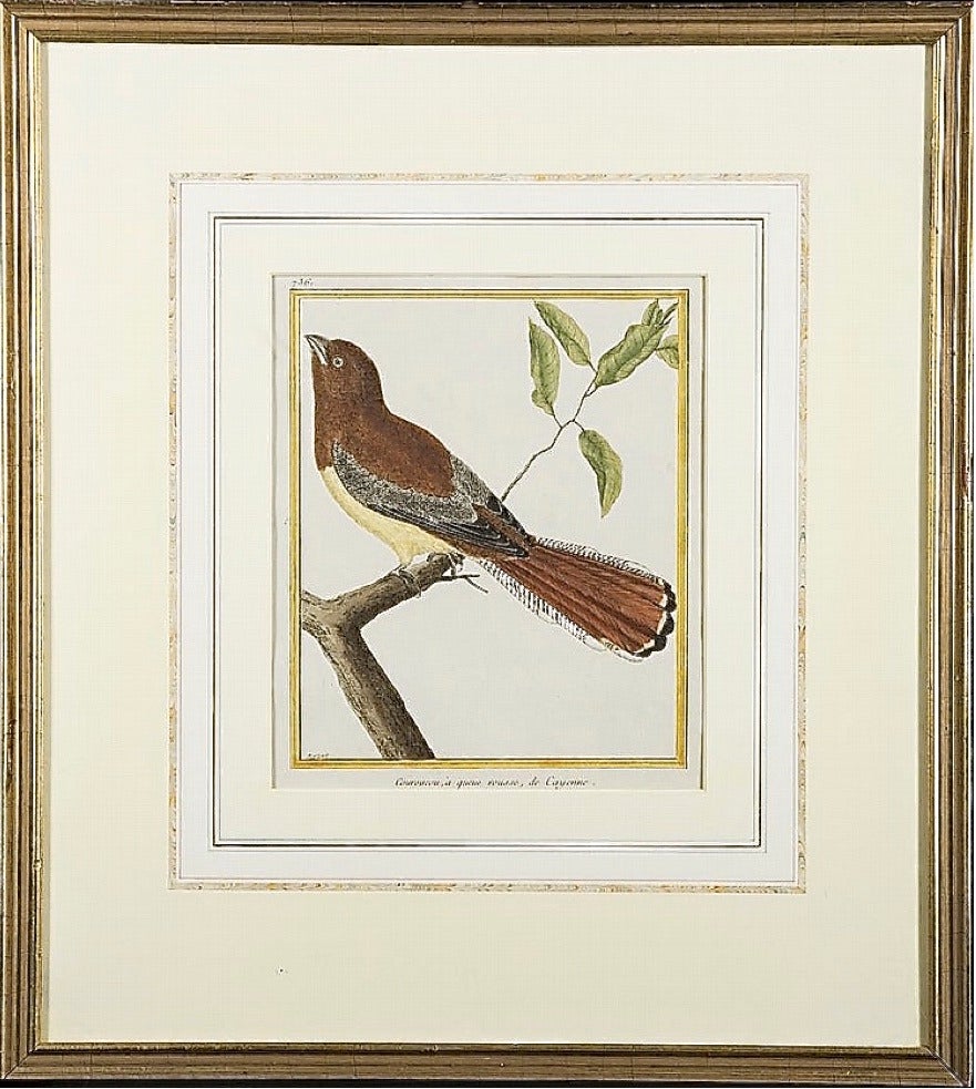 Set of Six François Nicolas Martinet Bird Copperplate Engravings, 18th Century In Excellent Condition In Charlottesville, VA