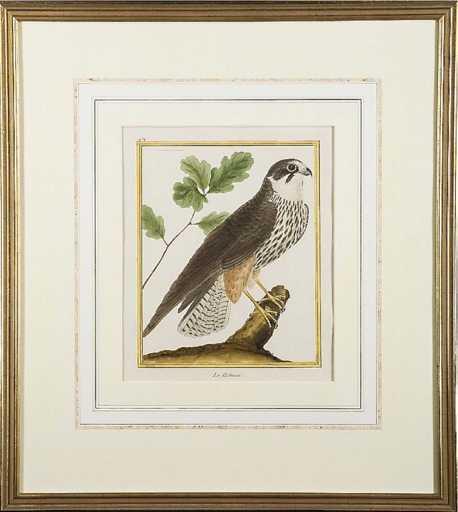 Set of Six François Nicolas Martinet Bird Copperplate Engravings, 18th Century 1