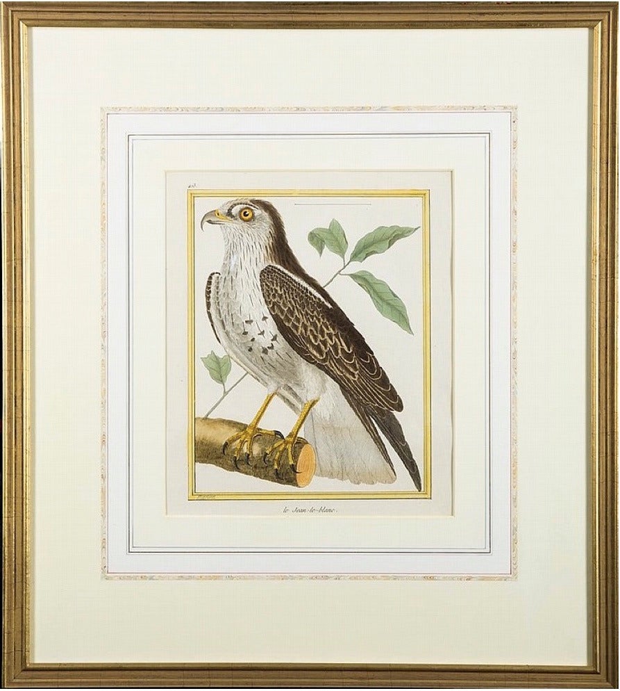 These late 18th century engravings include: “Cotinga Rouge de Cayenne,” Couroucou de Cayenne,” “Sansonnet,” “Le Jean- le-blanc,” “ Le Loriot Mâle,” and “Le Hobreau,” in fine French mats and frames. Martinet (1731-?) was born in Paris and worked