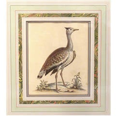 Antique Four Mid-18th Century Bird Engravings by George Edwards