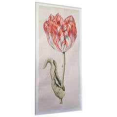 Set of Four Tulip Paintings in the Style of Anthony Claesz