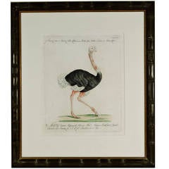 Saverio Manetti 18th Century Italian Hand Colored Engraving of a Black Ostrich