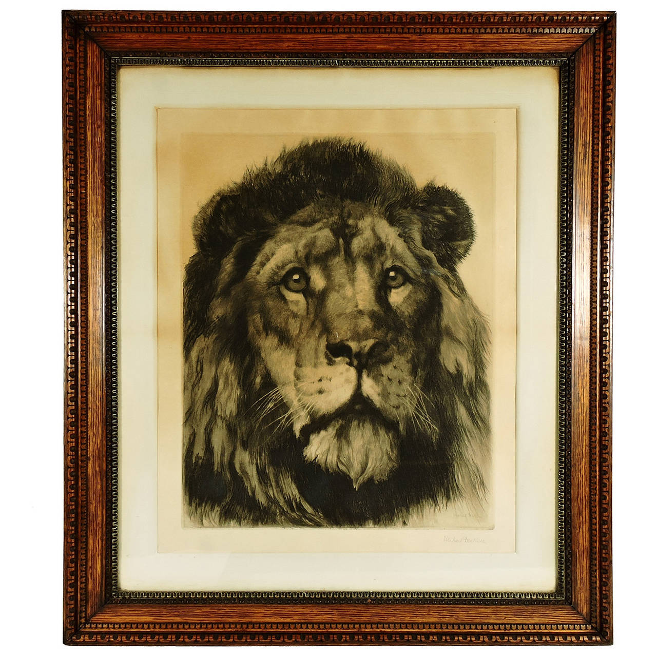 Large Herbert Dicksee Etching of Lion For Sale at 1stdibs