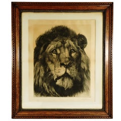 Large Herbert Dicksee Etching of Lion