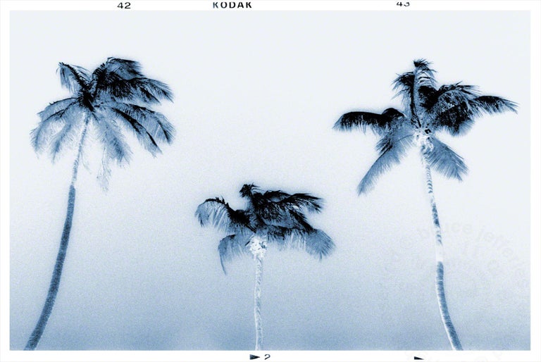 <i></noscript>3 palms</i>, 2016, by Bruce Reinfeld, offered by Zatista