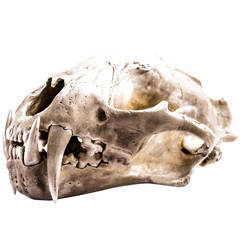 Leopard Skull in Acid Silver by Parts of Four