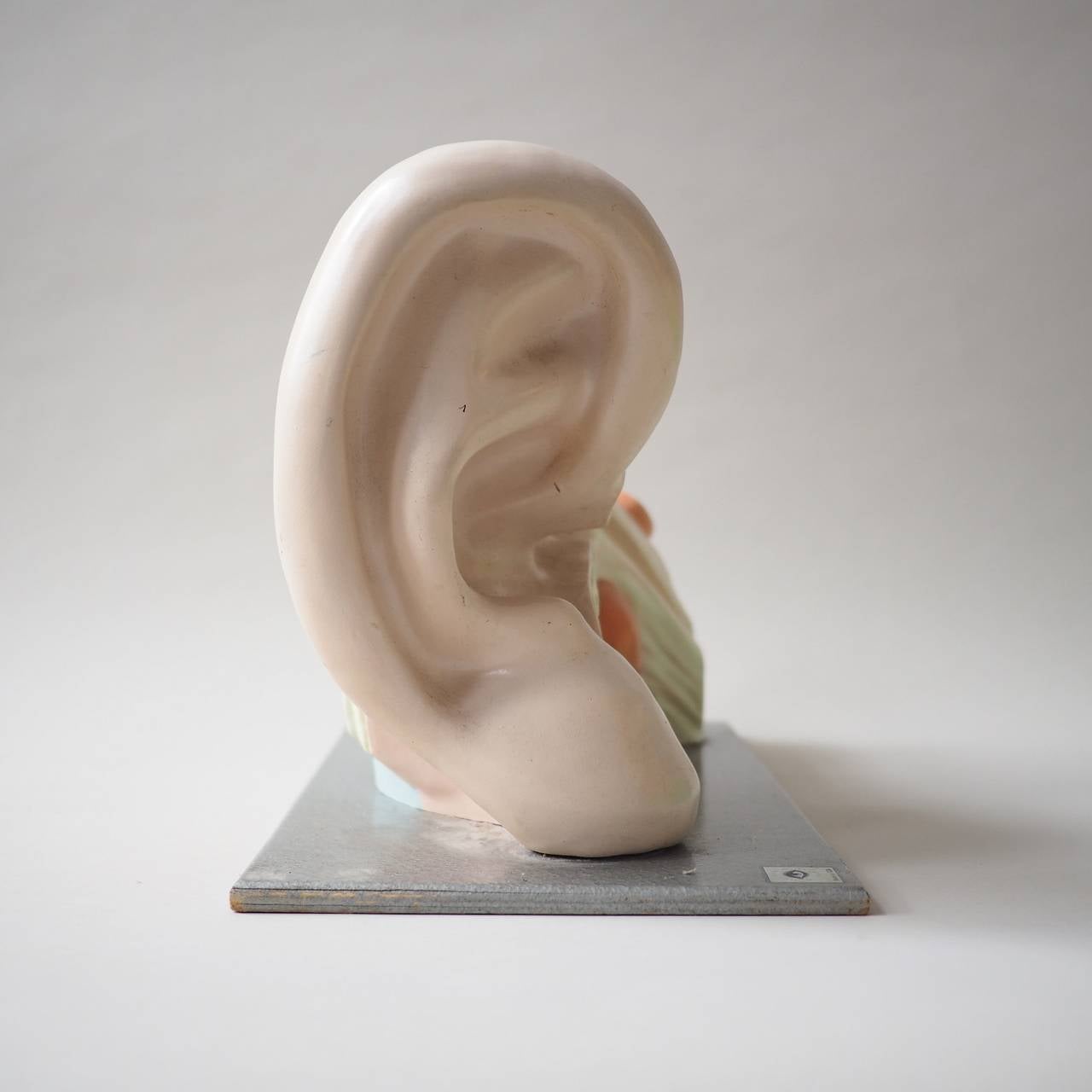 German Anatomical Model of an Ear