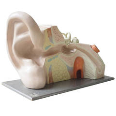 Vintage German Anatomical Model of an Ear