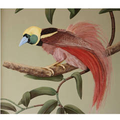 Bird of Paradise Oil Painting