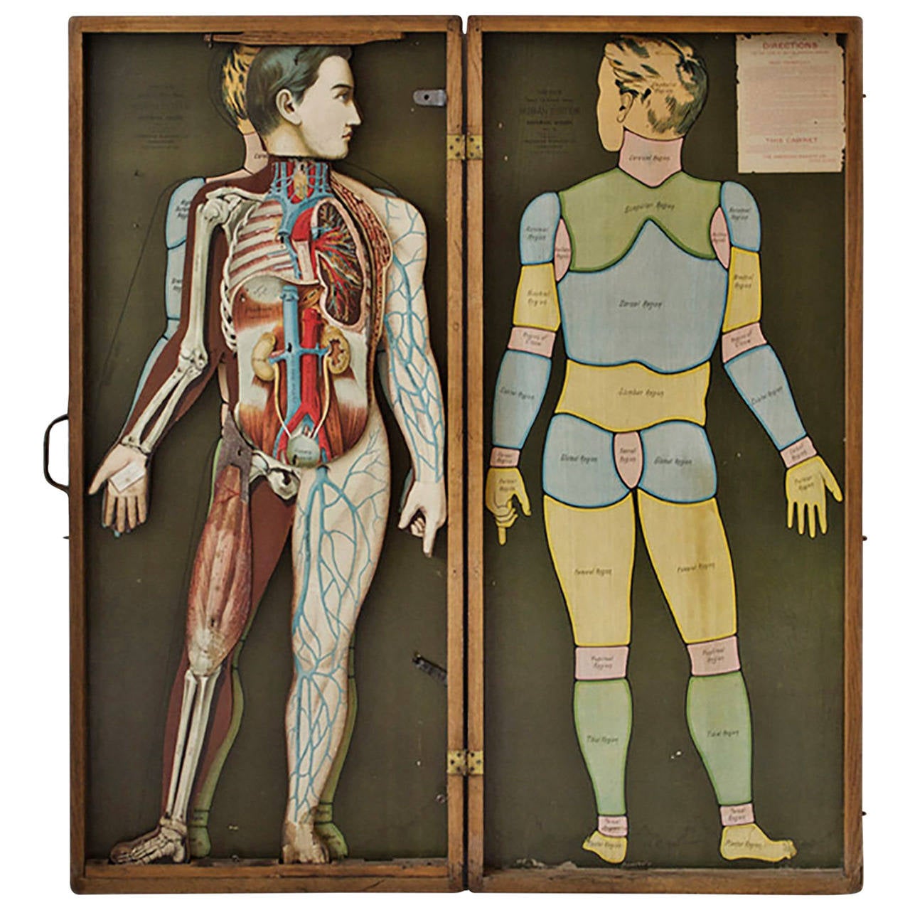 19th Century Medical Teaching Device with Tin Lithograph Attachments