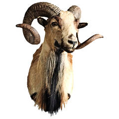 Shoulder Mount Corsican Ram Taxidermy