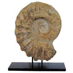 Antique Prehistoric-Parapuzosia Seppenradensis Ammonite Fossil
