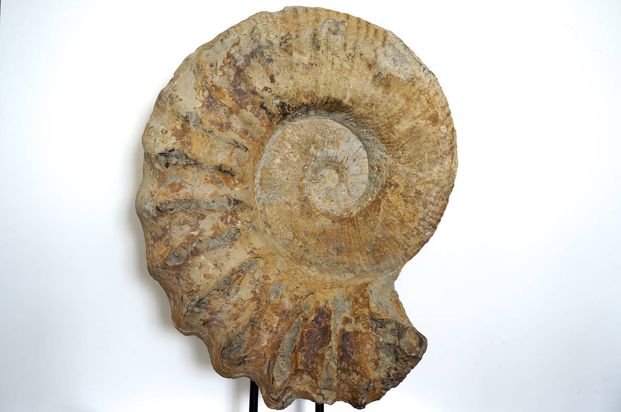 German Prehistoric-Parapuzosia Seppenradensis Ammonite Fossil