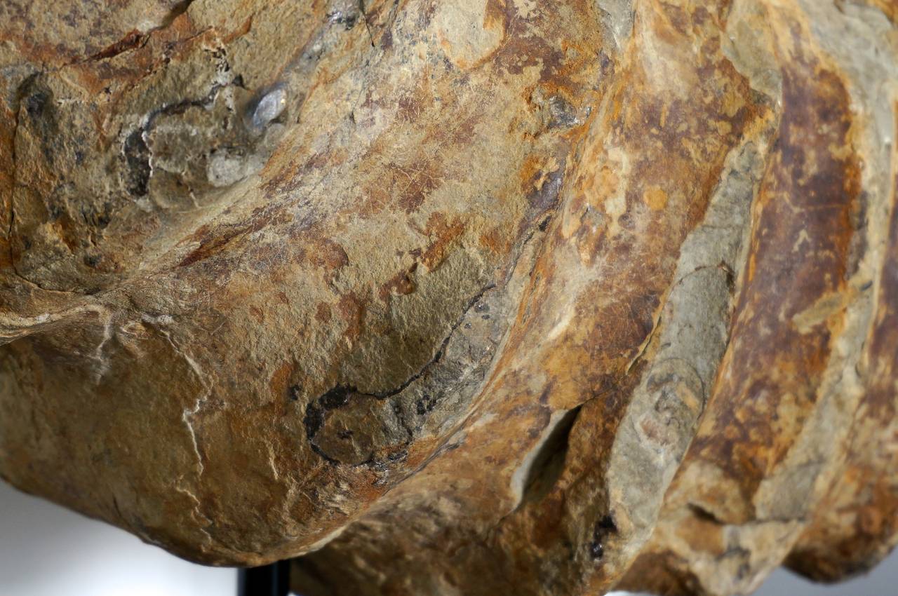 Prehistoric-Parapuzosia Seppenradensis Ammonite Fossil In Excellent Condition In West Palm Beach, FL