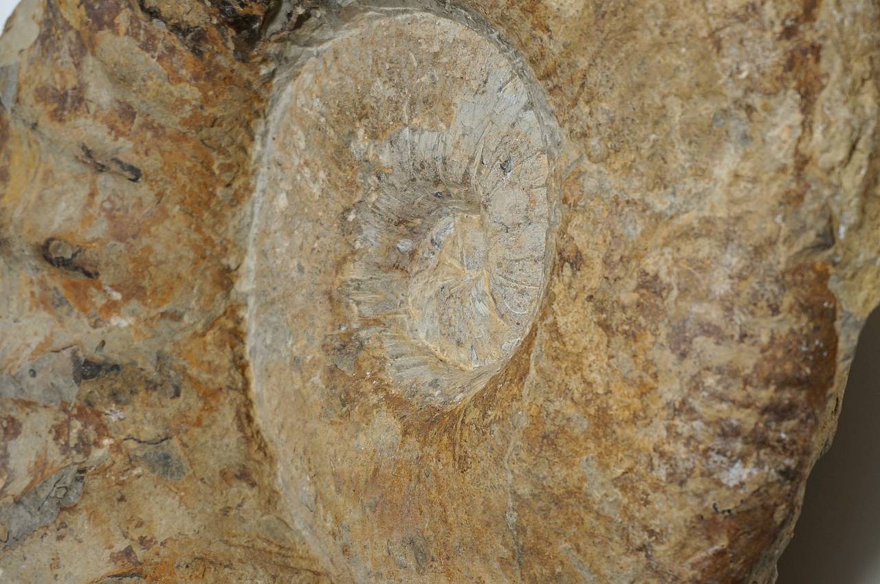 Other Prehistoric-Parapuzosia Seppenradensis Ammonite Fossil