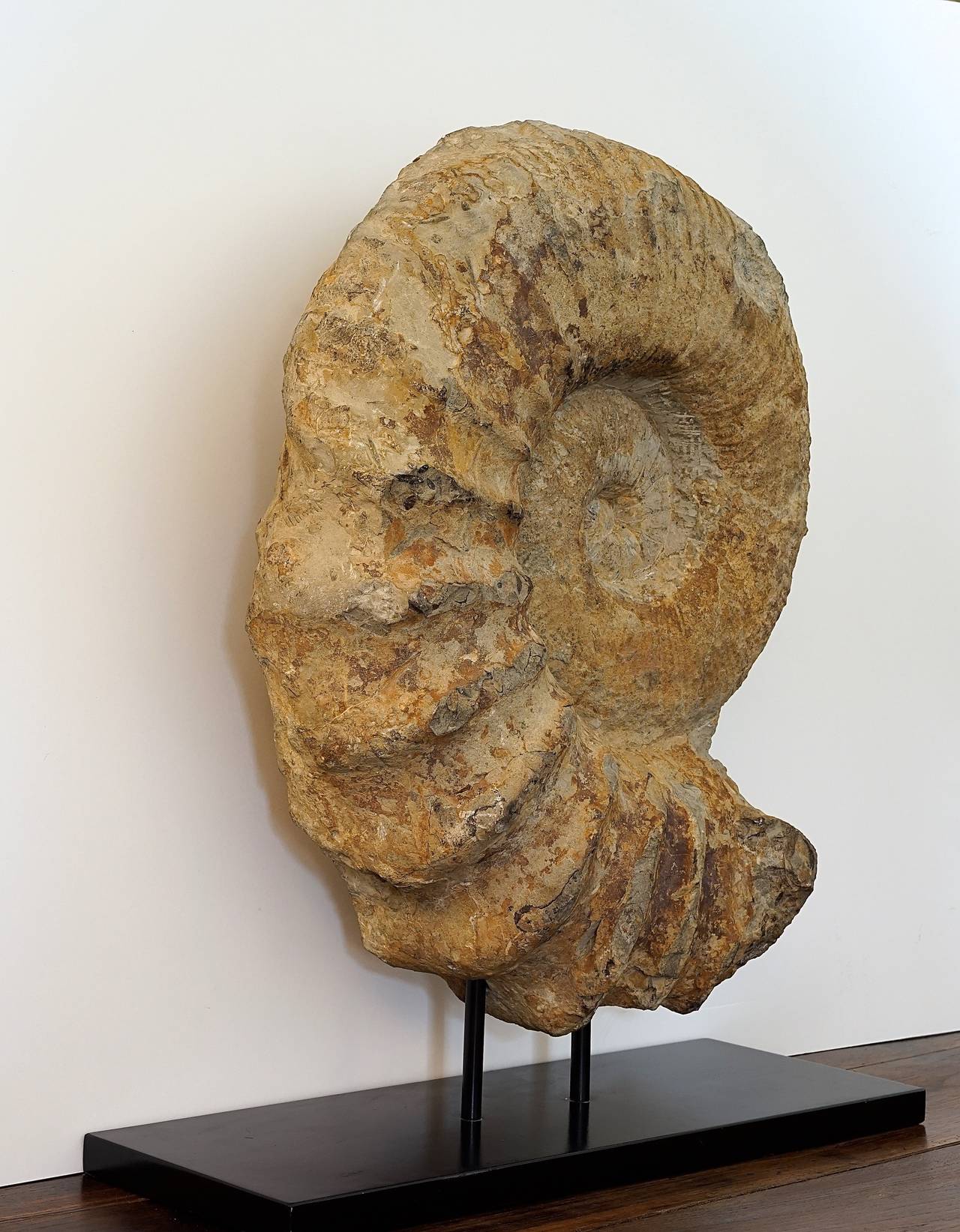 parapuzosia ammonite