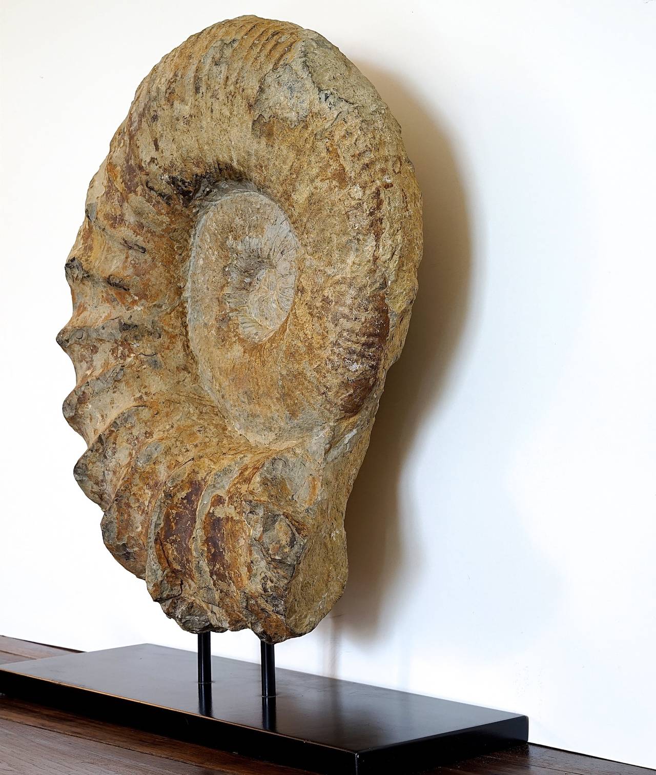 This monumental Parapuzosia Seppenradensis Ammonite fossil of French white limestone is mounted on a painted steel base (black) was created 65 million years ago during the late Cretaceous-Tertiary period mass extinction.
Ammonites are an extinct