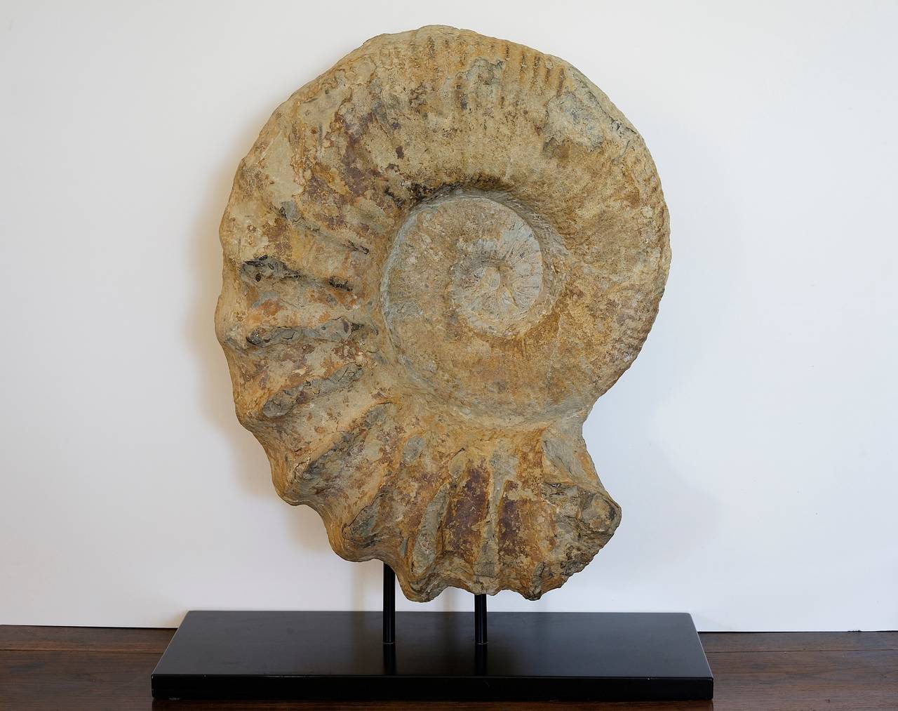 biggest ammonite fossil