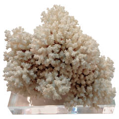 Large Brownstem Coral