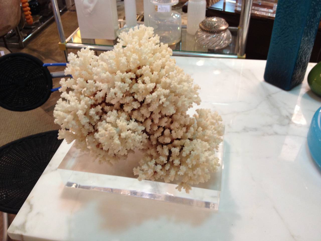 Large piece of brownstem coral on lucite base