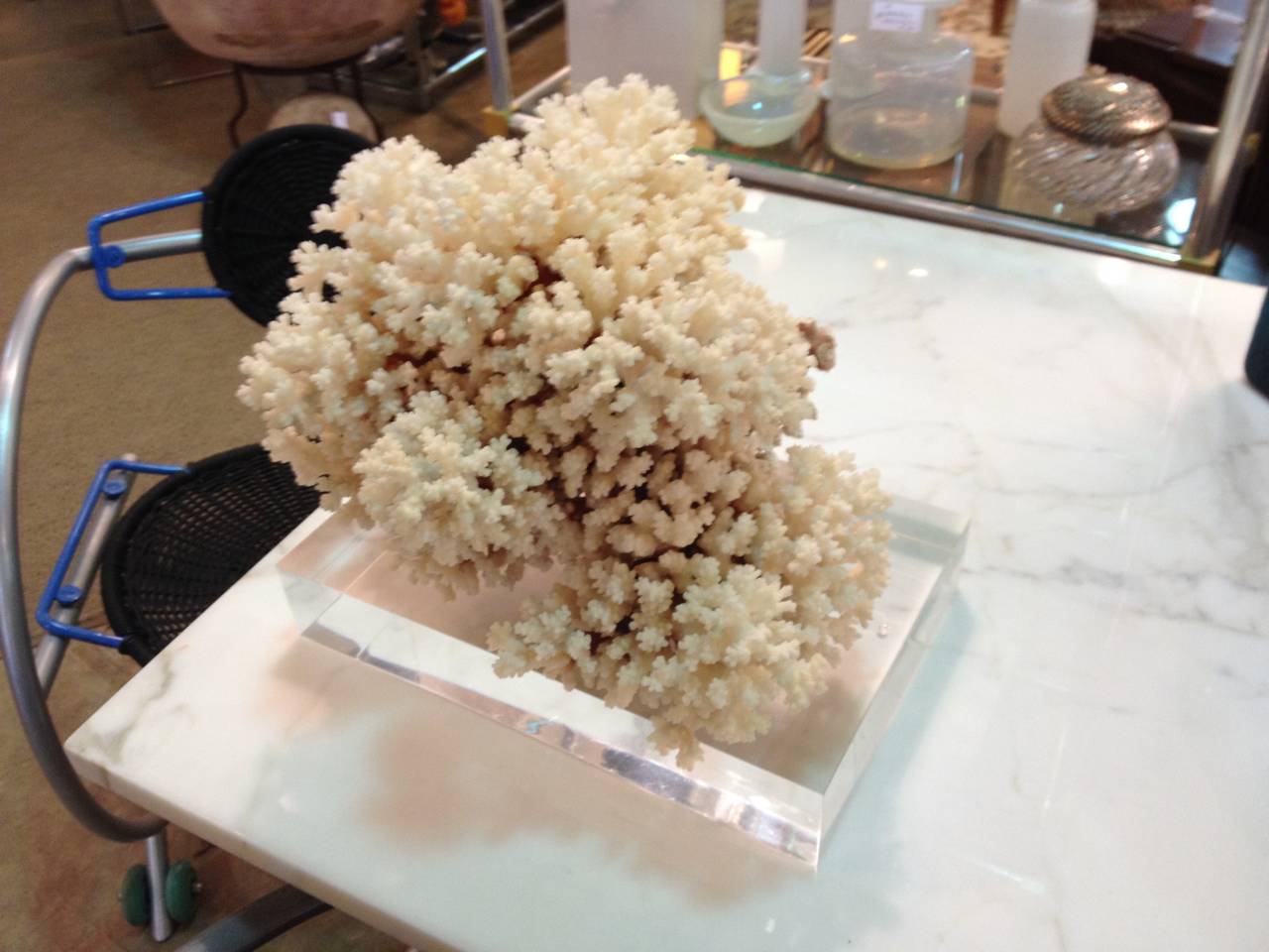 Large Brownstem Coral In Excellent Condition In Chicago, IL