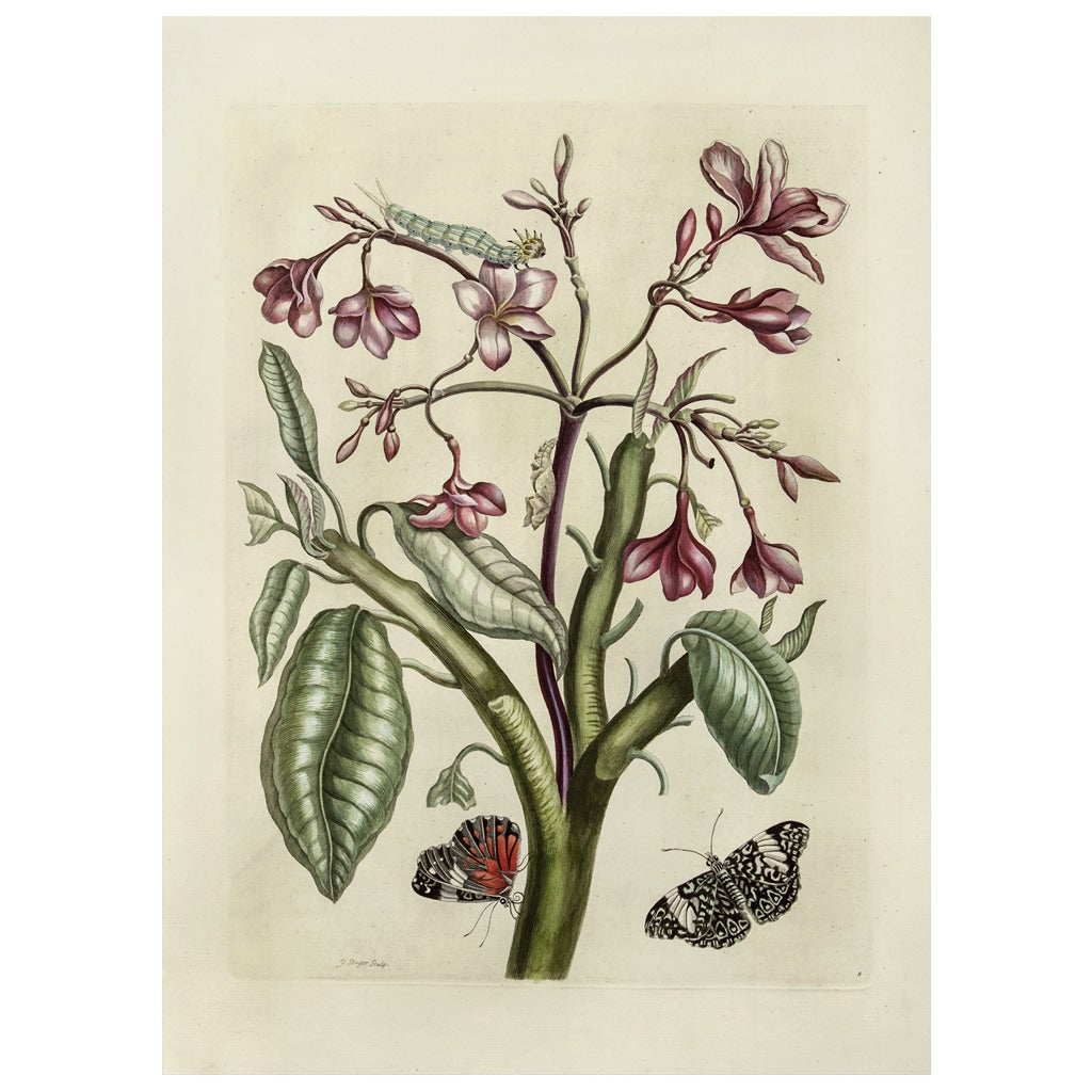 Red Jasmine Tree, 1719 For Sale